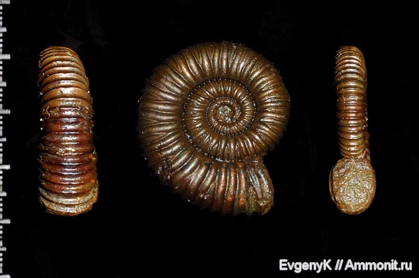 аммониты, Peltoceras, Дубки, Саратов, Саратовская область, Peltoceras arduennense, Ammonites