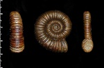 Peltoceras arduennense