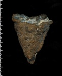 Sporadoscinia sp. в период размножения
