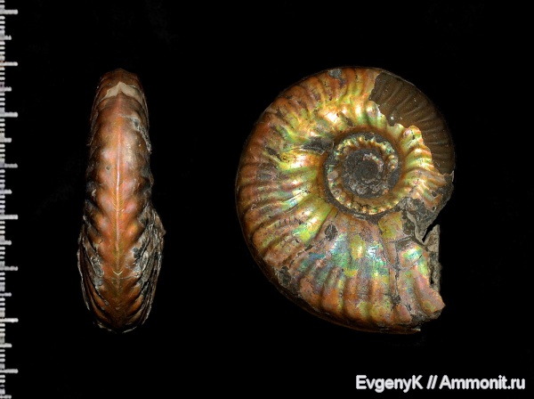 аммониты, Дубки, Саратов, Hecticoceratinae, Саратовская область, Ammonites, Putealiceras, Putealiceras douvillei