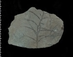 Cystoseira sp.