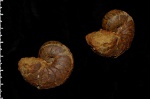 Cenoceras wolgensis