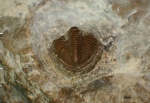 пигидий трилобита Phillipsia sp.