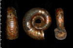 Alligaticeras sp.