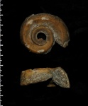 Euomphalus marginatus