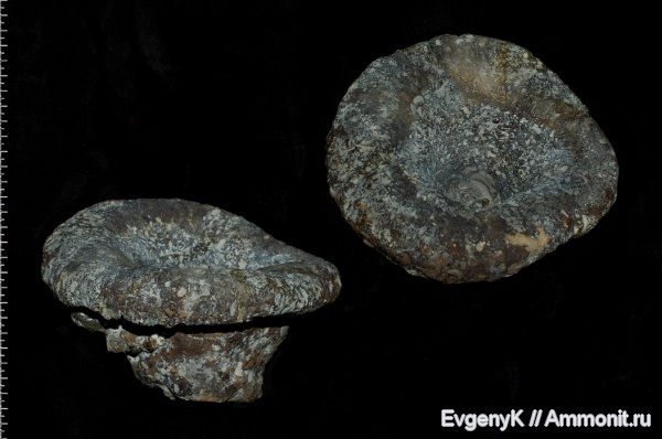 губки, Саратов, Саратовская область, Cephalites, Ortodiscus, cephalites (Ortodiscus) pedester