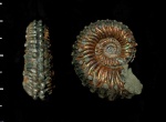 Kosmoceras subspinosum