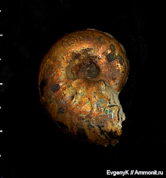 аммониты, Sublunuloceras, Дубки, Саратов, Саратовская область, Ammonites