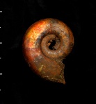 Brightia brightii