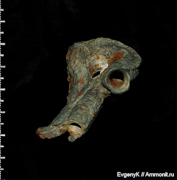 серпулы, Дубки, Serpulidae, Саратов, Саратовская область, Mucroserpula, Mucroserpula tricarinata