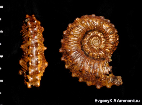 аммониты, Kosmoceras, Дубки, Саратов, Kosmoceratidae, Саратовская область, Ammonites, Kosmoceras spinosum