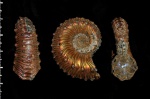 Kosmoceras spinosum