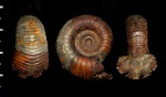 Eboraciceras carinatum