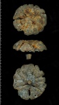 Foliscyphia sp.