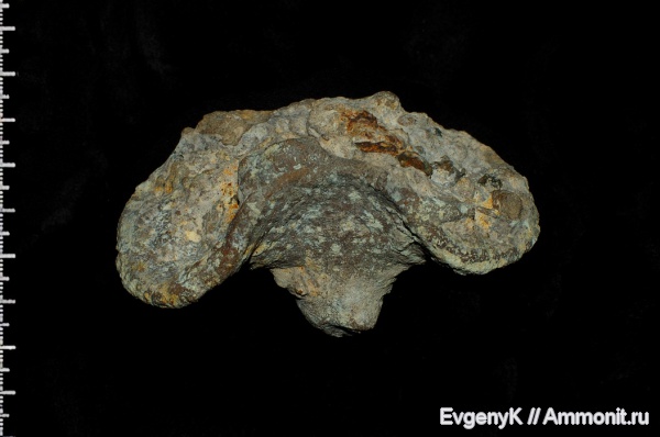 губки, Саратов, Саратовская область, Napaeana