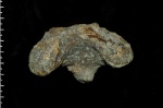 Napaeana sp.
