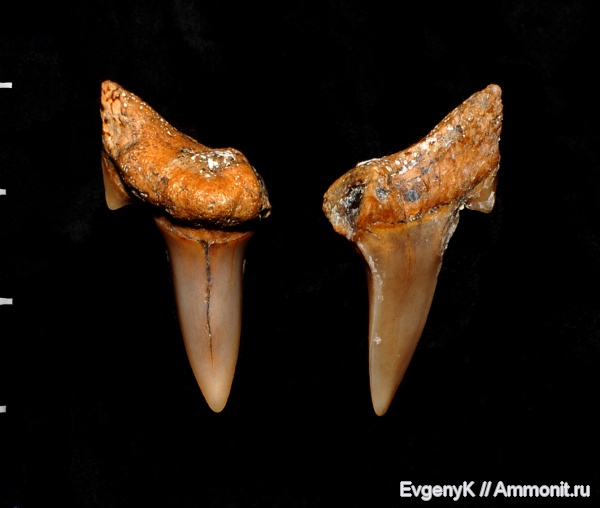Саратов, зубы акул, Саратовская область, Archaeolamna, shark teeth