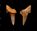 Archaeolamna sp.