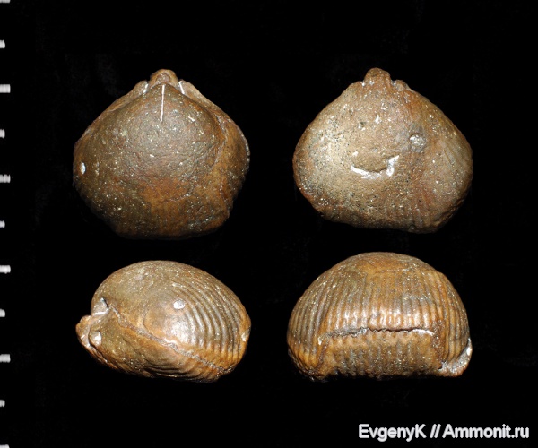 брахиоподы, Саратов, Саратовская область, Rhynchonellida, Cyclothyris