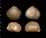 Cyclothyris sp.