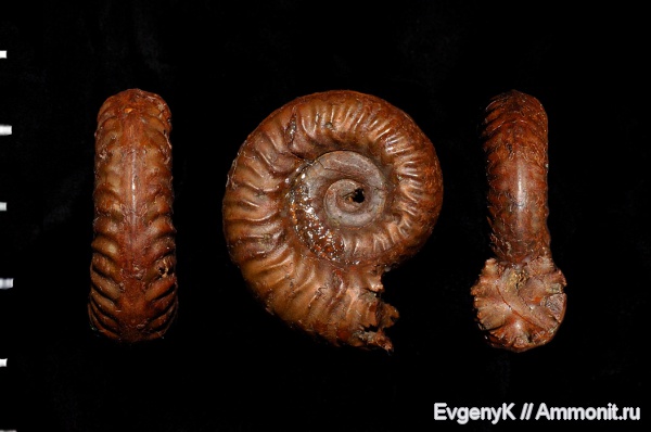 аммониты, Дубки, Саратов, Hecticoceratinae, Саратовская область, Ammonites, Putealiceras, Putealiceras punctatum