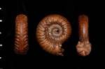 Putealiceras punctatum