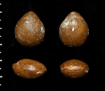 сантонская Terebratulida
