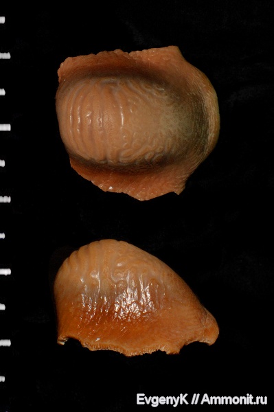 Саратов, зубы акул, Ptychodus, Саратовская область, Ptychodus occidentalis, shark teeth
