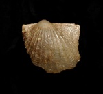 Oxytoma sp.
