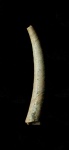 Laevidentalium sp.