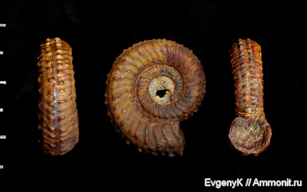 аммониты, Дубки, Саратов, Kosmoceratidae, Саратовская область, Ammonites, Mojarowskia mojarowskii, Mojarowskia