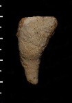 Bothrophyllum sp.