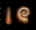 Mirosphinctes sp. Mirosphinctes sp.