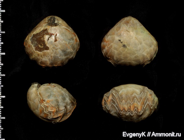 брахиоподы, Дубки, Саратов, Саратовская область, Rhynchonellida