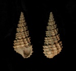 Cryptaulax protortilis