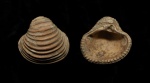 Trautscholdia cordata