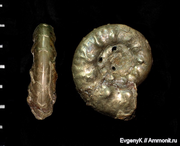 аммониты, Brightia, Дубки, Саратов, Саратовская область, Ammonites, Brightia solare