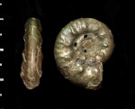 Серебристая Brightia solare