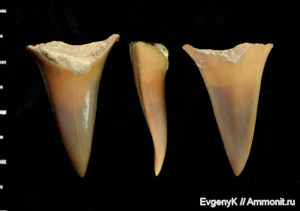 Саратов, зубы акул, Cretoxyrhina, Саратовская область, Cretoxyrhina mantelli, shark teeth