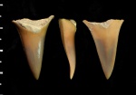 Cretoxyrhina mantelli