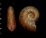 Quenstedtoceras henrici