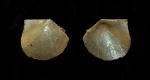 Oxytoma sp.