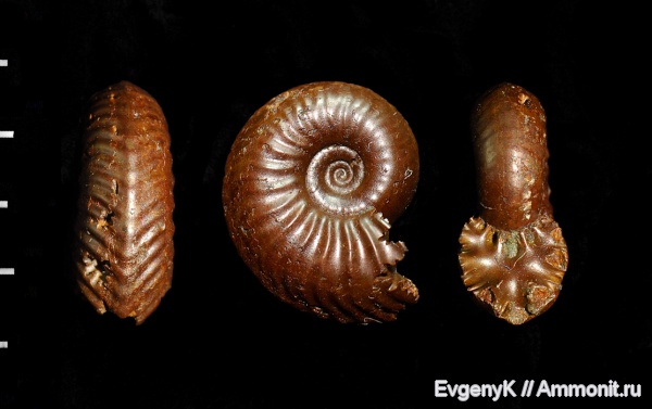 аммониты, Goliathiceras, Дубки, Саратов, Саратовская область, Ammonites