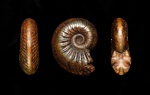 Goliathiceras sp.