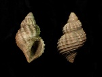 Maturifusus conspiquus