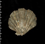 Radulopecten laurae
