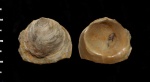 Liostrea sp.