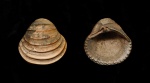Trautscholdia gibba