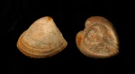 Pleuromya sp.