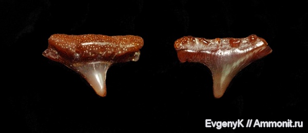 Саратов, зубы акул, Саратовская область, Synechodus, Synechodontiformes, shark teeth